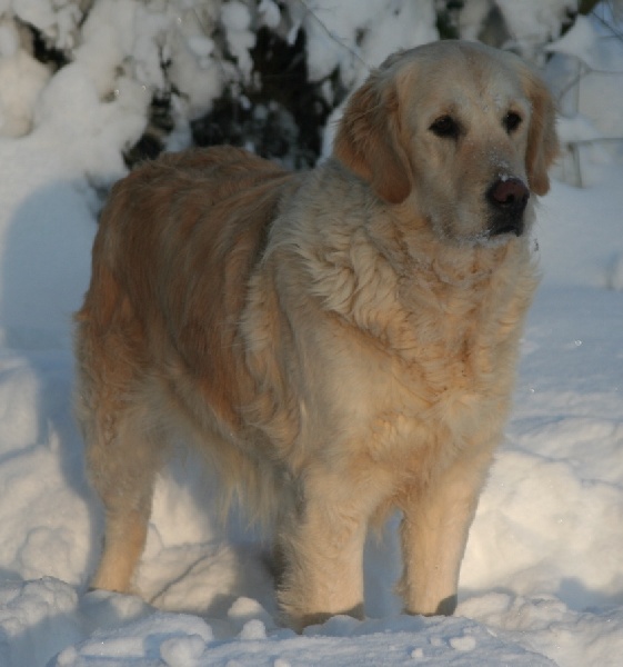 A la folie de l'Abbaye de Jumieges