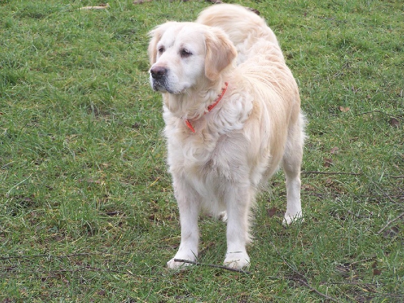 Dolly de l'Abbaye de Jumieges