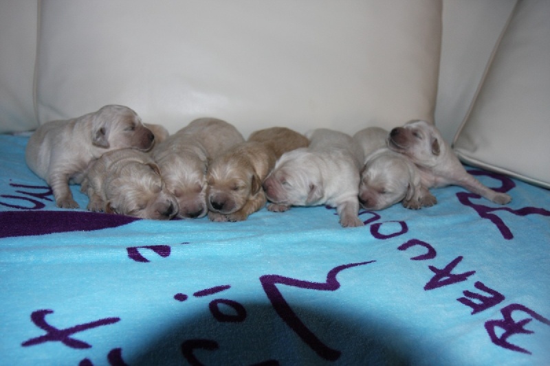 LES BEBES D'ALASKA ET CANOON JUSQU'A 2 MOIS.