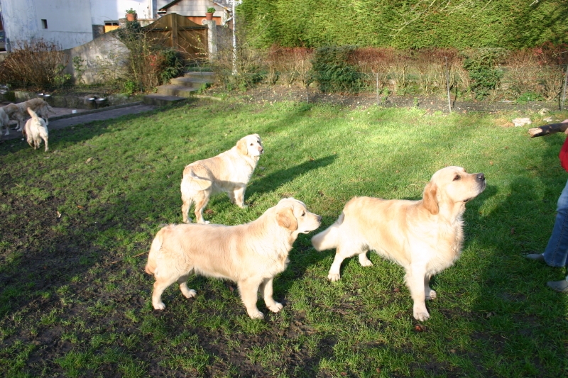 Les chiens à l'èlevage