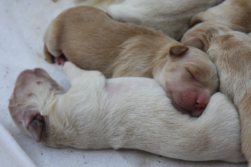 Bébés DAISY - VOLCAN