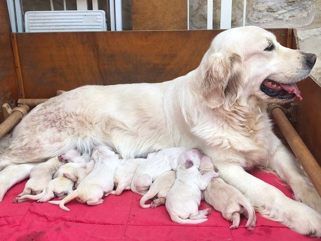 Chiot Golden Retriever de l'Abbaye de Jumieges