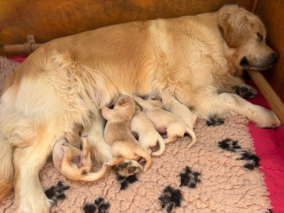 CHIOT 1