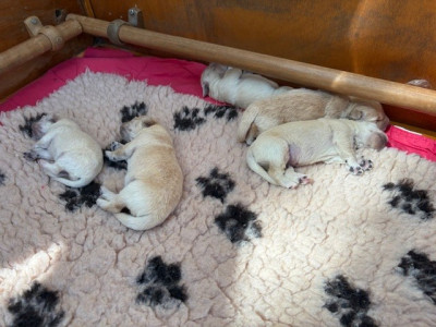 CHIOT 3