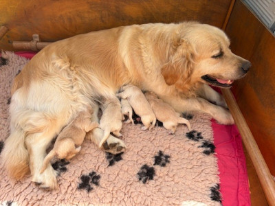 CHIOT 5