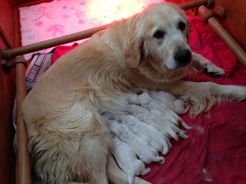Chiot Golden Retriever de l'Abbaye de Jumieges